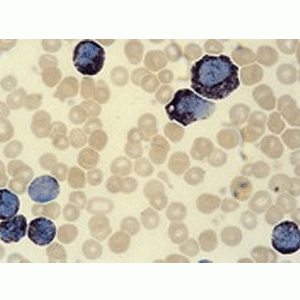  Aquatex aqueous mounting agent for mic Merck