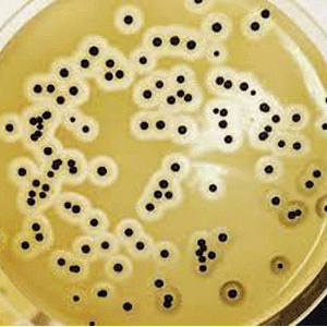  BAIRD-PARKER agar (base) acc. ISO 6888 and FDA-BAM GranuCult™ Merck 