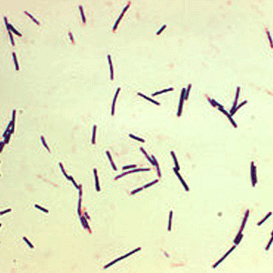 Hóa chất Clostridium perfringens selective supplement - 10 lọ Merck 