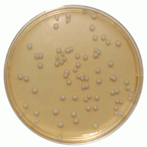  EE (Enterobacteriaceae Enrichment) MOSSEL broth acc. ISO Merck 