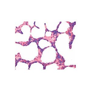 Hóa chất Gram-color Stain set for the Gram staining method Merck