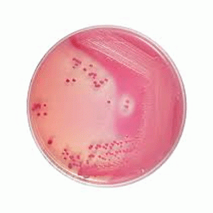 Hóa chất MacCONKEY agar for the isolation of Salmonella, Shigella and coliform bacteria (According harm. EP/USP/JP) Merck