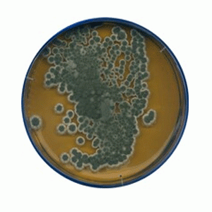  Malt extract agar for microbiology Merck 