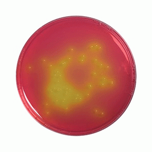  Mannitol salt phenol-red agar for microbiology (According harm. EP/USP/JP) Merck 