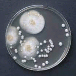 Hóa chất OGYE agar Base acc. to ISO for microbiology Merck