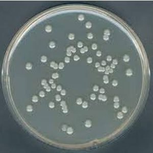 Hóa chất Plate Count Agar 200ml Merck Đức Hóa chất Plate Count Agar 200ml Merck Đức 