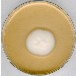 Hóa chất SABOURAUD 4% dextrose agar for microbiology Merck