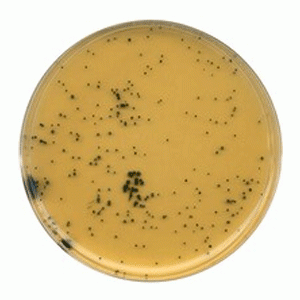 Hóa chất TSC (Tryptose Sulfite Cycloserine) agar (base) Merck