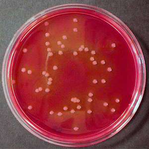 Hóa chất VRB (Violet Red Bile Lactose) agar acc. ISO 4832 and FDA-BAM GranuCult™-500g Merck 