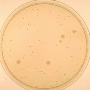  Yeast Extract agar acc. ISO 6222 GranuCult™ Merck 
